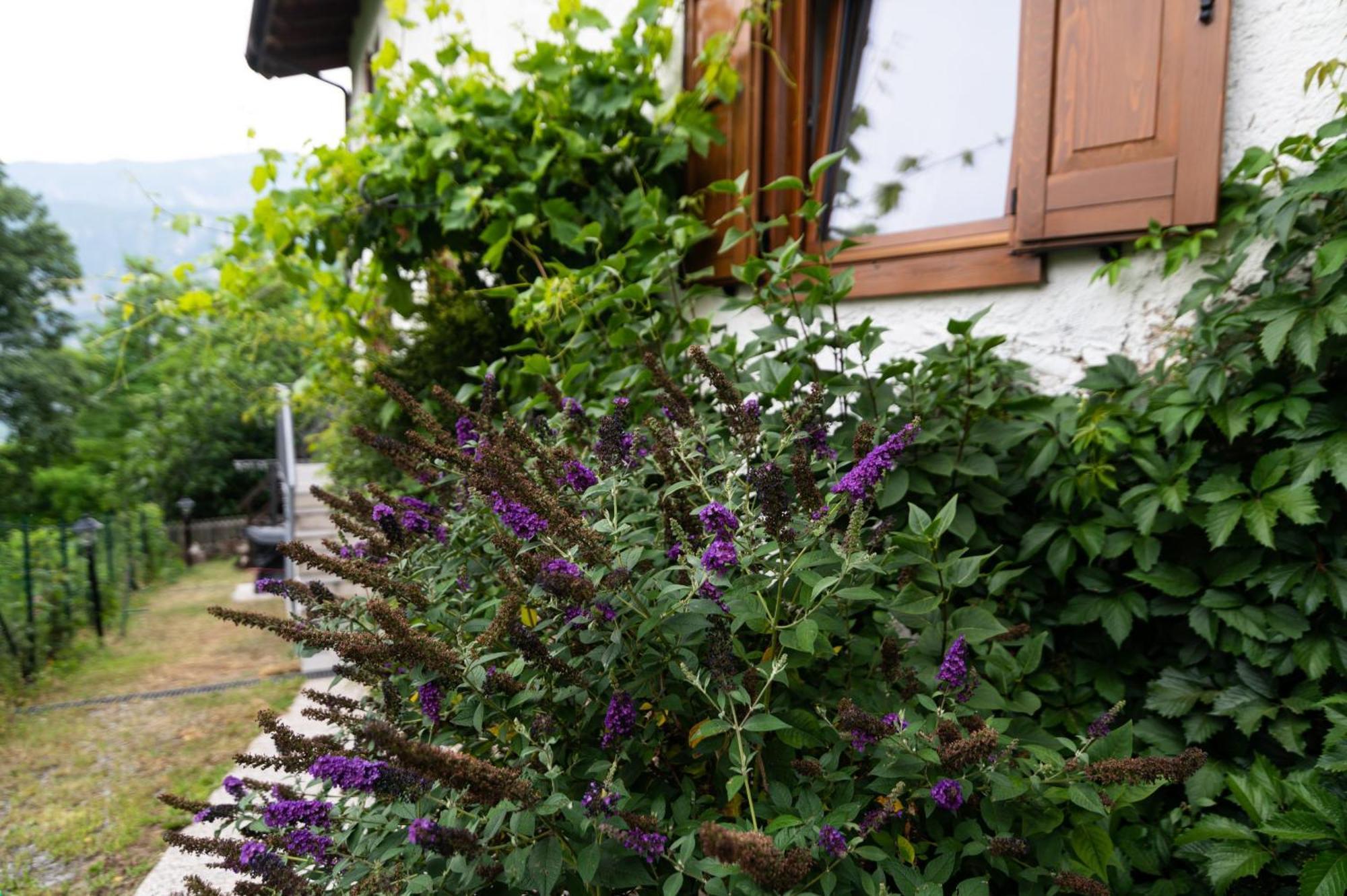 לאביס Cottage Lavanda E Rosmarino מראה חיצוני תמונה